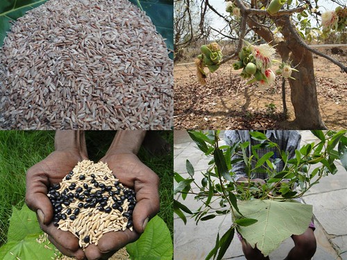 Indigenous Medicinal Rice Formulations for Cancer and Diabetes Complications, Heart, Spleen and Kidney Diseases (TH Group-110 special) from Pankaj Oudhia’s Medicinal Plant Database by Pankaj Oudhia