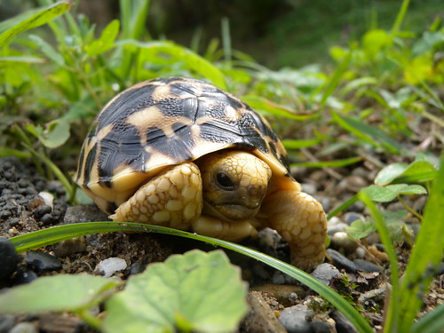 草地上的緬甸星龜。（圖片來源：台北市立動物園）