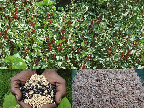 Promising Medicinal Rice Formulations for Pancreas Revitalization and Cancer and Diabetes Complications (TH Group-126) from Pankaj Oudhia’s Medicinal Plant Database by Pankaj Oudhia