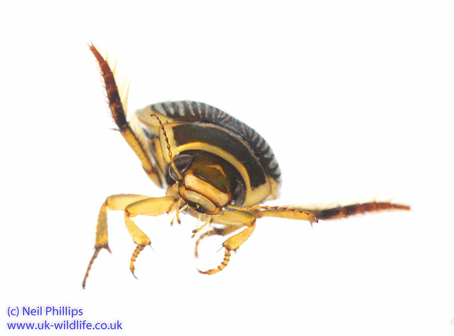 Wasp great diving beetle Dytiscus circumflexus-13
