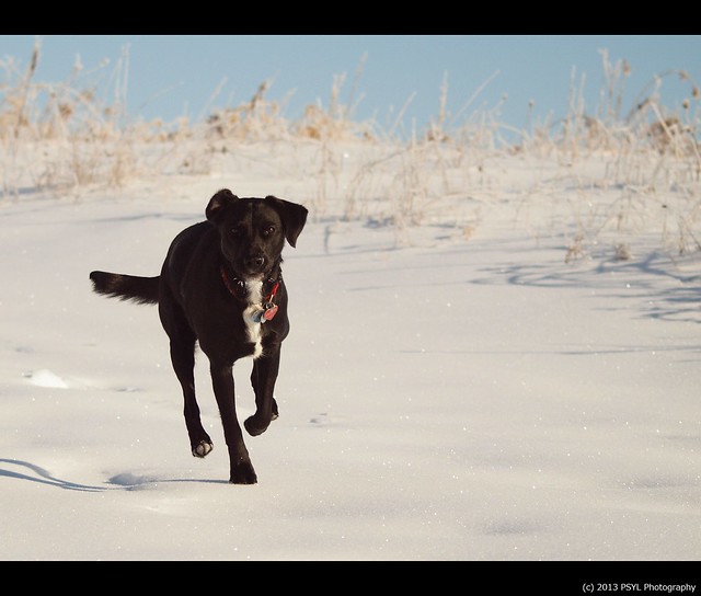Black dog in white forest