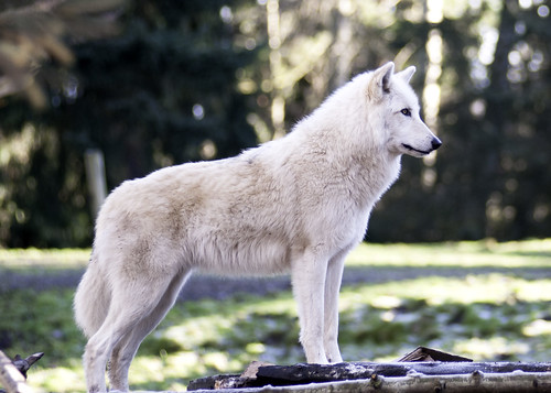 Gray Wolf by spdshot
