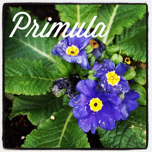Garden Alphabet: Primula (Primrose) | A Gardener's Notebook with Douglas E. Welch