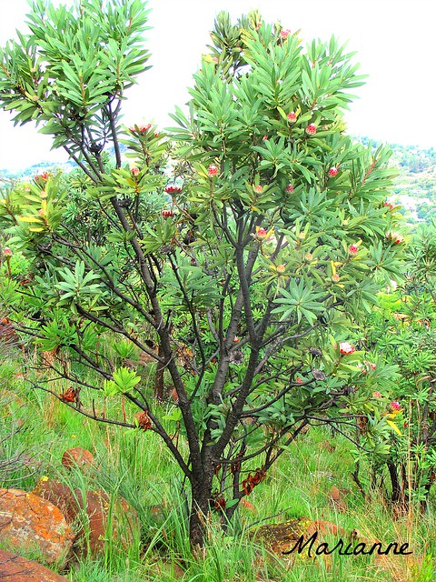 Trees - Protea Tree