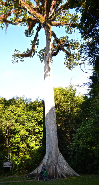 tikal guatemala flora - ceiba tree