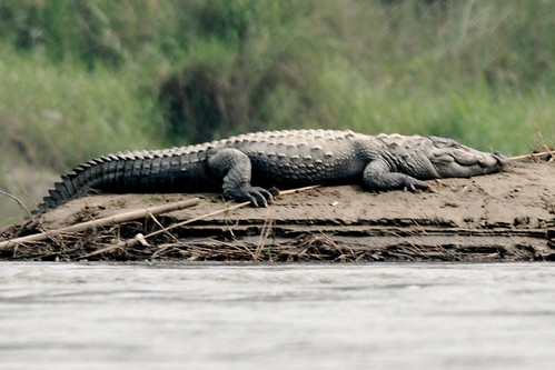 Freshwater Crocodile by Enam Ul Haque