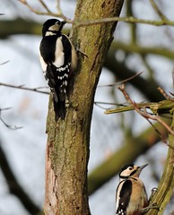 woodpeckers 