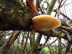 Mushrooms around California