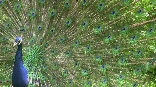 Peacock, Wilhelma Zoo, Germany