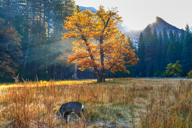 Yosemite in the morning