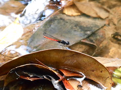 Dragonflies (Odonata) from Liberia, 2013
