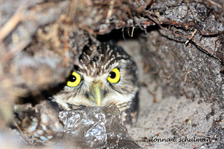 FL: Burrowing Owl and Plastic Bag