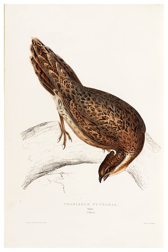 014-Phasianus Pucrasia-A Century of Birds from the Himalaya Mountains-John Gould y Wm. Hart-1875-1888-Science Naturalis