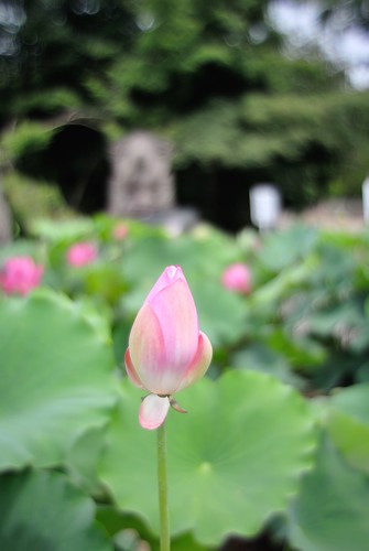 Lotus of Kikou-ji Temple No.1.