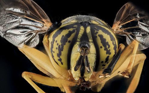 Yellow Jacket Mimic Fly, U, Face, MD, Cecil County_2013-07-31-20.34.08 ZS PMax