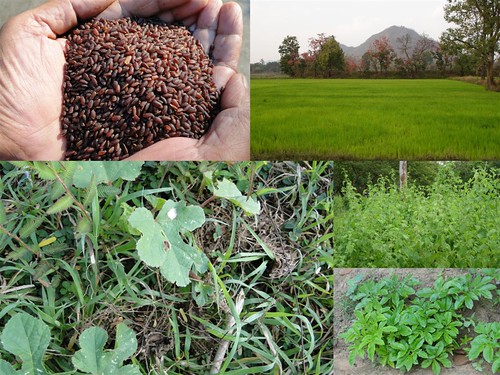 Validated and Potential Medicinal Rice Formulations for Diabetes (Madhumeha) and Cancer Complications and Revitalization of Kidney (TH Group-158) from Pankaj Oudhia’s Medicinal Plant Database by Pankaj Oudhia
