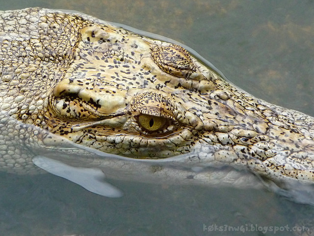Croc Death Stare