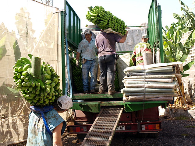 Banana workers, Tenerife