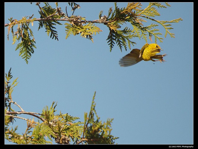 Fly-kicking Yellow Warbler
