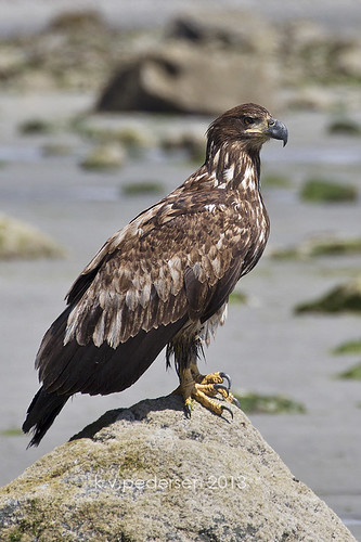 low tide eagle