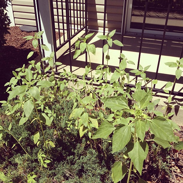 We were taking a walk around the neighborhood and popped by our last apartment. There's a sunflower garden growing from the bird seed that got dropped. We have a few growing here also, but not like that! It's incredible!