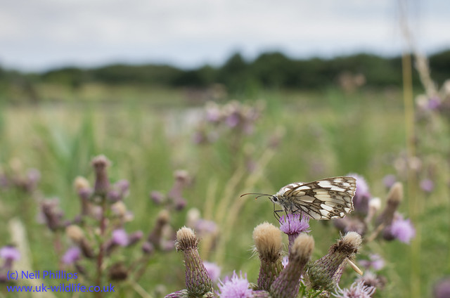 marbled white butterfly-9