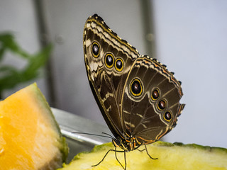 Butterfly Exhibit at Natural Exhibit