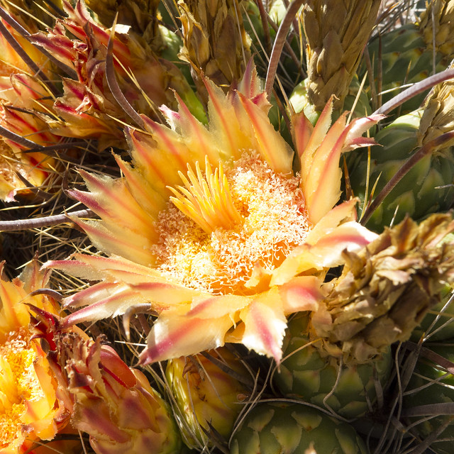 Cactus flower, Arizona-Sonora Desert Museum