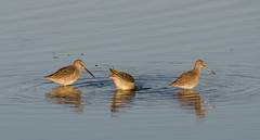 Long Billed Dowitcher