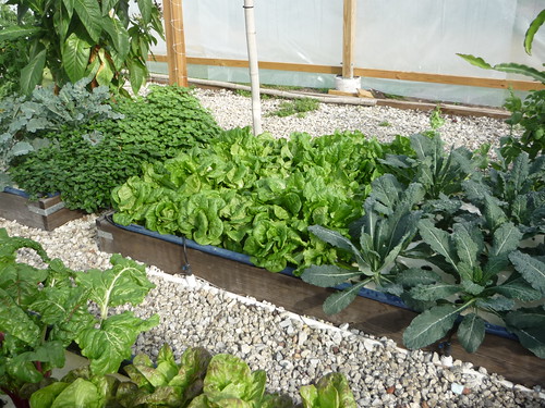 This growbed is located in Apopka, FL, at the Pentair Aquatic Ecosystems Demonstration Farm, and is a great example of the diversity of plants that can thrive in close proximity to each other.  The floating rafts are visible which hold the root structures of the plants.  Many vegetables, herbs, fruits, and flowers flourish in an aquaponics environment. Photo courtesy of the Hawaii Department of Agriculture.