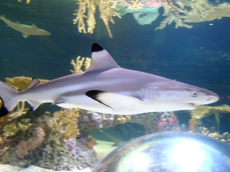 Ripley's Aquarium shark