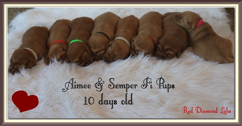 Aimee & Semper Fi pups