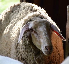 Sheep, goats. - Shepherds. (2)