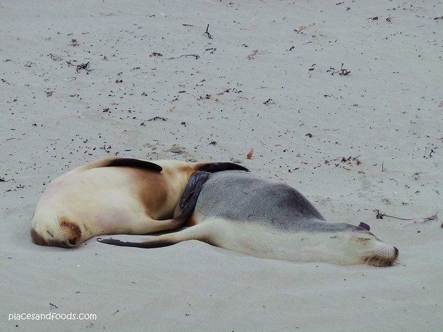 kangaroo island sleeping two seals