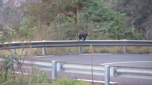 Monkey following us on the road.
