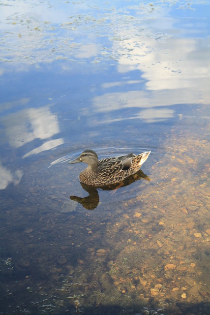 Pond Duck