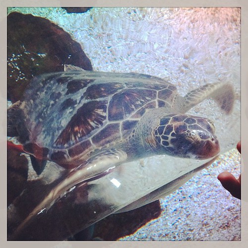 Sea turtle #sealifearizona