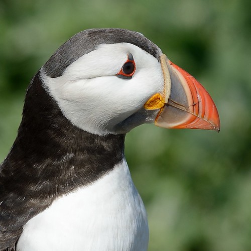 Puffin Profile by Andy Pritchard - Barrowford