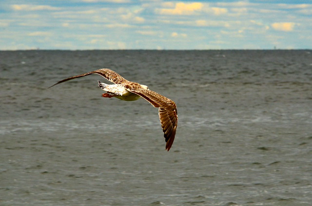 Seagull soon after take off, Sandy Hook Proving Grounds, New Jersey