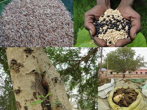 Indigenous Medicinal Rice Formulations for Cancer and Diabetes Complications, Heart, Kidney and Liver Diseases (TH Group-111) from Pankaj Oudhia’s Medicinal Plant Database by Pankaj Oudhia