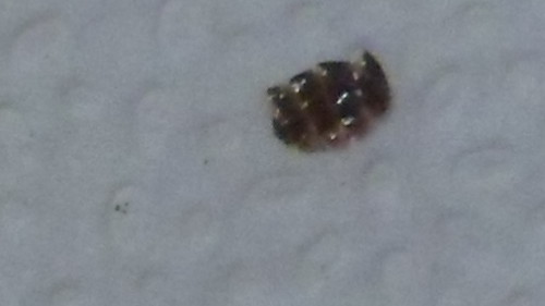 Bed Bug Shell Is this a bed bug? Images - Frompo