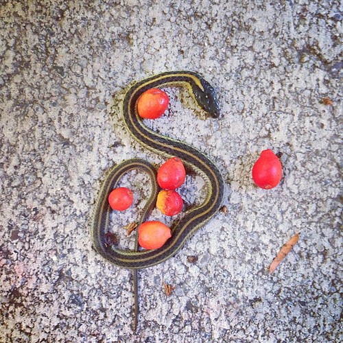 S is for serpent. R is for rosehips.