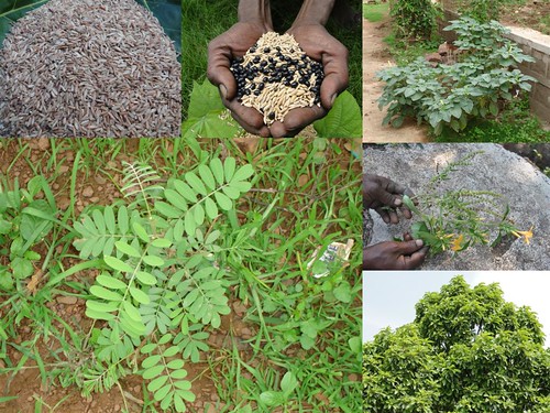 Validated Medicinal Rice Formulations for Diabetes and Cancer Complications and Revitalization of Pancreas (TH Group-134 special) from Pankaj Oudhia’s Medicinal Plant Database by Pankaj Oudhia