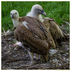 Zoo Duisburg Geier / Vulture