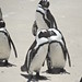 Colônia de pinguins africanos