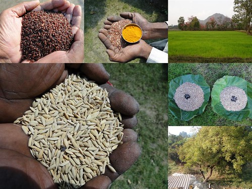 Validated and Potential Medicinal Rice Formulations for Hypertension (हाई ब्लड प्रेशर) with Diabetes mellitus Type 2 (Madhumeh) Complications (TH Group-308 special) from Pankaj Oudhia’s Medicinal Plant Database by Pankaj Oudhia