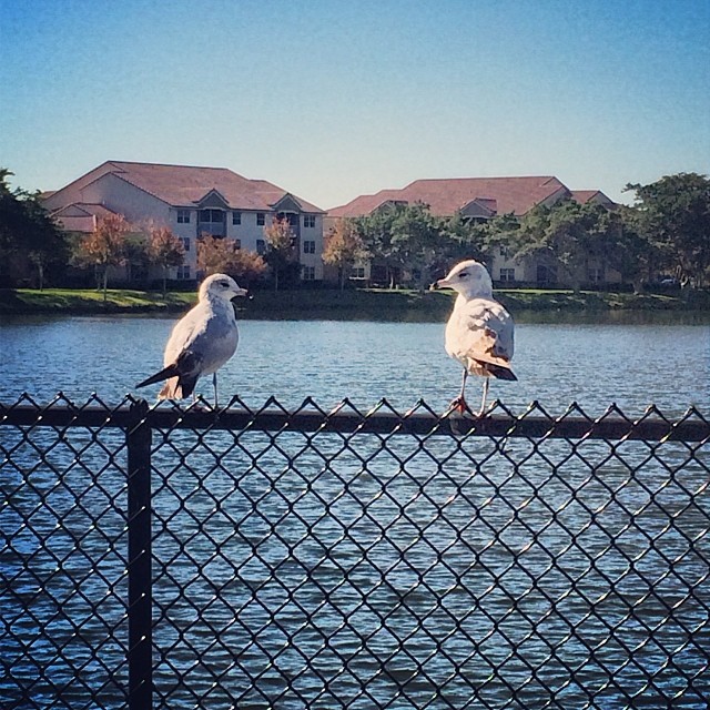 #birds at the #park during my morning #walk. #nature #southflorida #wellebypark #igersftl