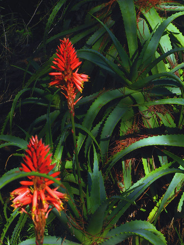 G20080210-1440--Aloe arborescens by John Rusk
