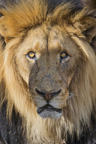 Portrait of a very nice lion by Tambako the Jaguar