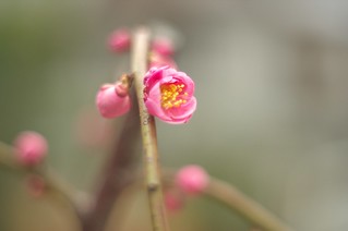 The flower of plum in Ohatsu Tenjin Shinto Shrine No.1.